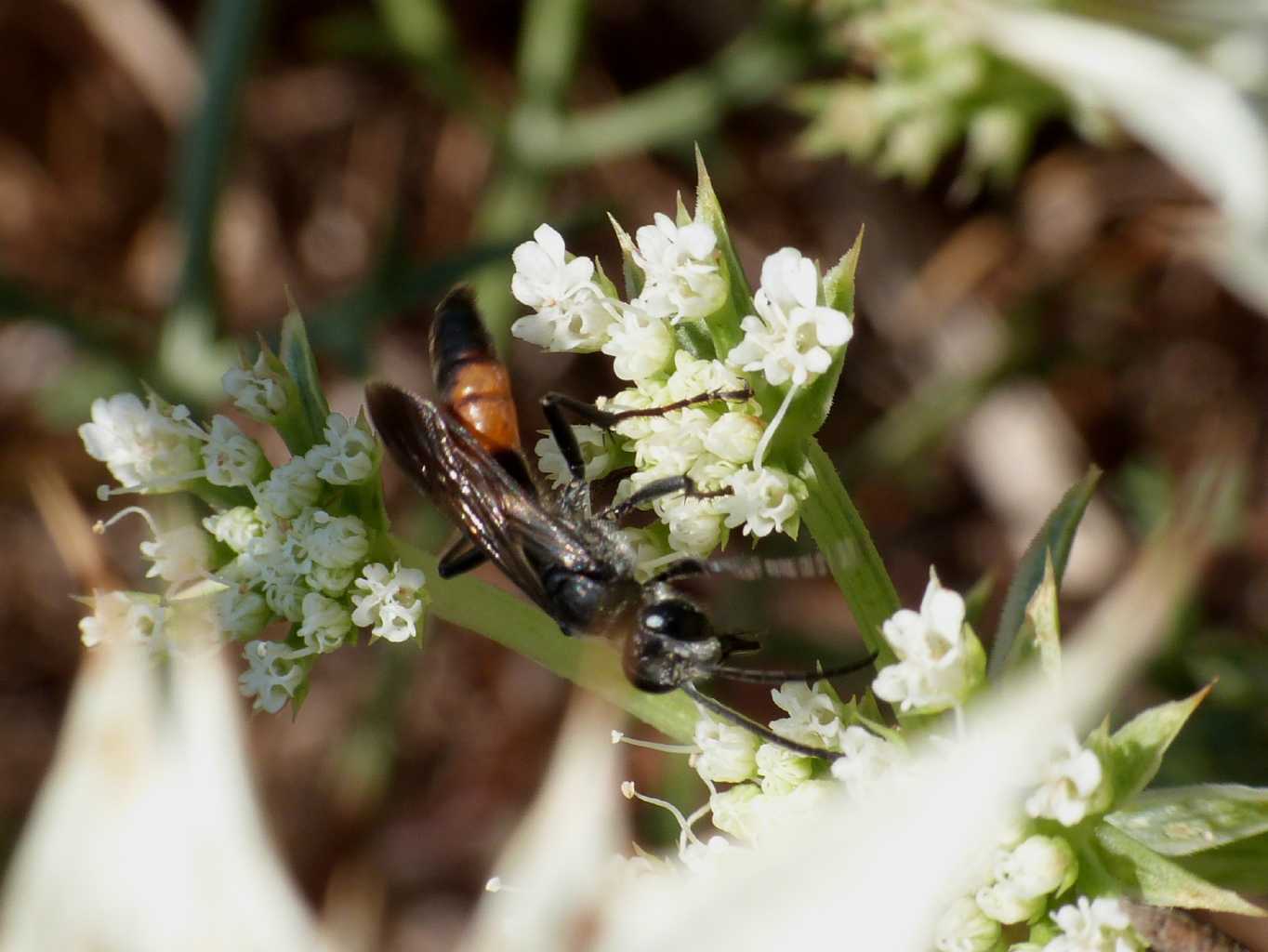 Sphecidae insolito